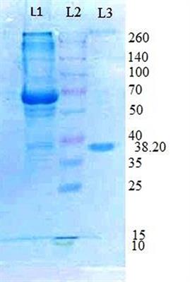 A novel tannase from Klebsiella pneumoniae KP715242 reduces haze and improves the quality of fruit juice and beverages through detannification